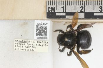 Media type: image;   Entomology 810856 Aspect: labels